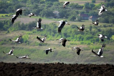 Uçan leylekler tarlaların üzerinde