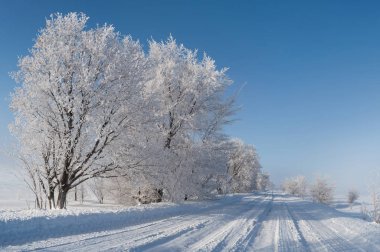  Ağaçlı karlı bir yol manzarası. Kış manzarası Noel möö