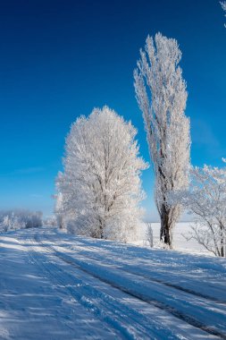 Mavi gökyüzüne karşı yol boyunca kıpkırmızı ağaçlar