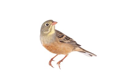 Ortanca (Emberiza hortulana) beyaz arka planda izole edilmiş