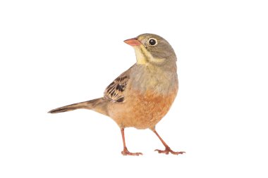 Ortanca (Emberiza hortulana) beyaz arka planda izole edilmiş