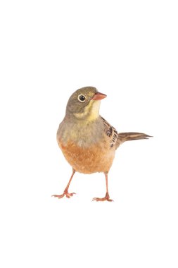 Ortanca (Emberiza hortulana) beyaz arka planda izole edilmiş