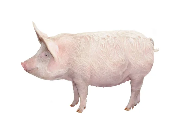 Grande porco isolado em branco — Fotografia de Stock