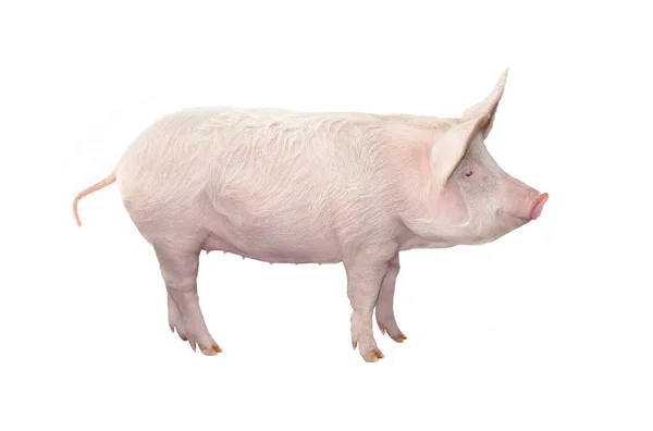 Groot varken geïsoleerd op witte achtergrond — Stockfoto