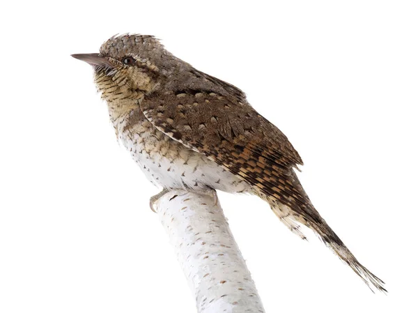 Ευρασιατική wryneck (Jynx torquilla) απομονωθεί σε λευκό φόντο — Φωτογραφία Αρχείου