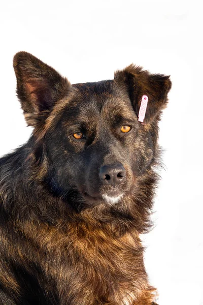 Ευνουχισμένο σκυλί με έναν αριθμό στο αυτί απομονωμένο — Φωτογραφία Αρχείου