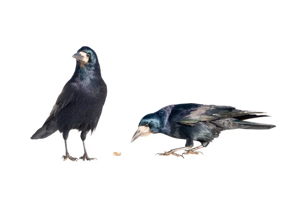 Two raven on a white background — Stock Photo, Image