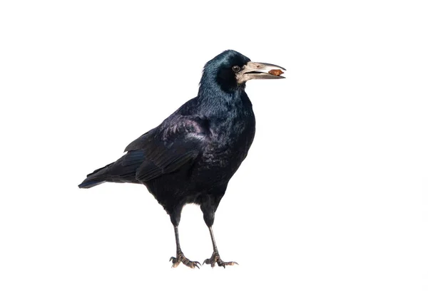 Corvo com comida em seu bico sobre um fundo branco — Fotografia de Stock