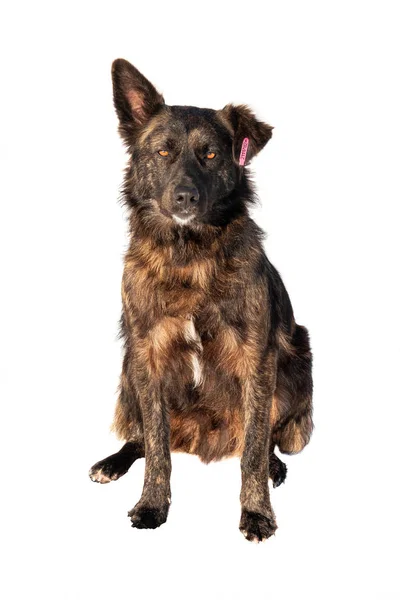 Cão castrado com um número na orelha isolado em um branco — Fotografia de Stock