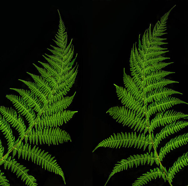 Fern on a black background