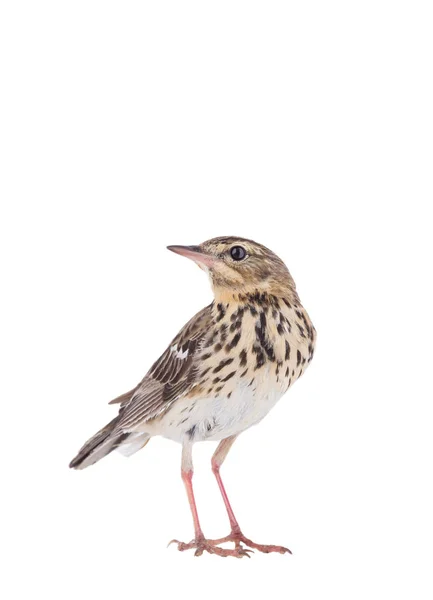 Träd piplärka (Anthus trivialis) isolerad på en vit bakgrund — Stockfoto