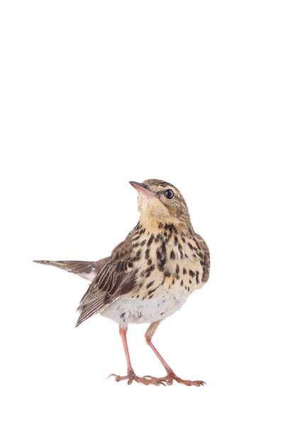 Tree Pipit (Anthus trivialis) isolated on a white background — Stock Photo, Image