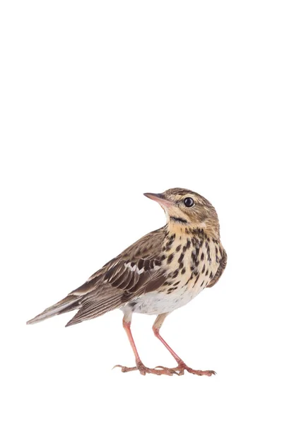 Boompieper (Anthus trivialis) geïsoleerd op een witte achtergrond — Stockfoto