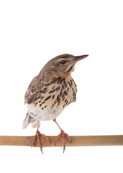 Träd piplärka (Anthus trivialis) isolerad på en vit bakgrund — Stockfoto