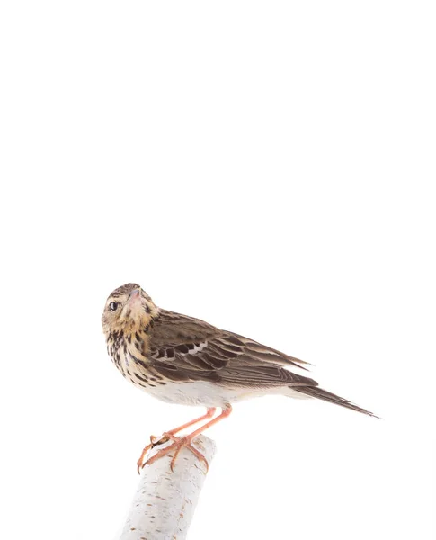 Boompieper (Anthus trivialis) geïsoleerd op een witte achtergrond — Stockfoto