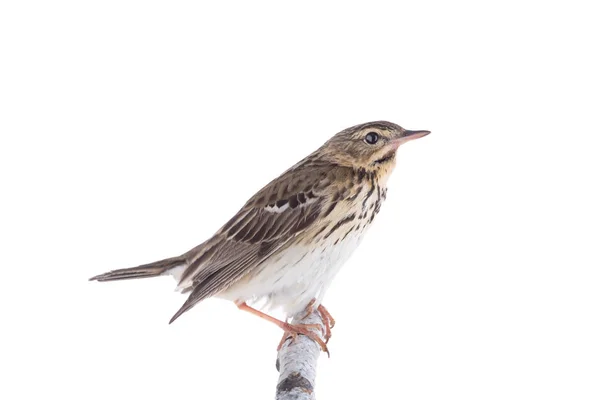 Tree Pipit (Anthus trivialis) isolated on a white background — Stock Photo, Image