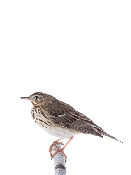 Tree Pipit (Anthus trivialis) isolated on a white background — Stock Photo, Image