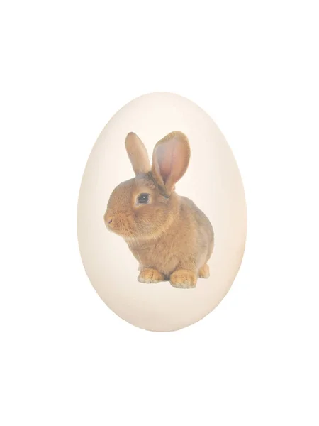 Пасхальное яйцо с изображением коричневого кролика, изолированного на белом — стоковое фото