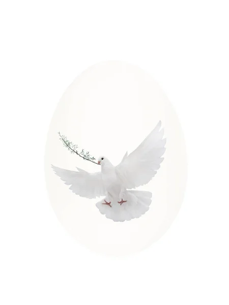 White dove symbol with a palm branch on an Easter egg — Stock Photo, Image