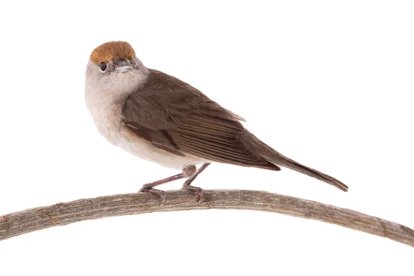 Fêmea (Sylvia atricapilla) Eurasian Blackcap isolado em um whit — Fotografia de Stock