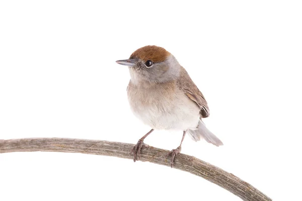 Женщина (Сильвия atricapilla) Евразийский Blackcap изолированы — стоковое фото