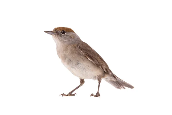 Kvinna (Sylvia atricapilla) Eurasian Blackcap isolerad på en vit — Stockfoto