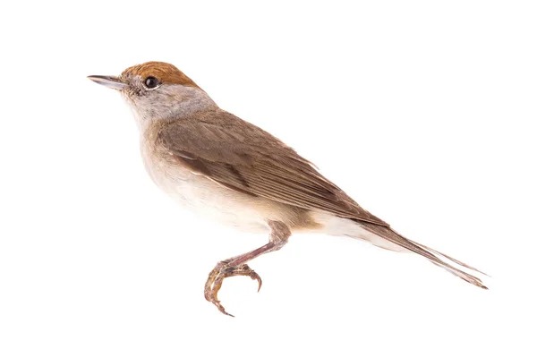 Fêmea (Sylvia atricapilla) Eurasian Blackcap isolado em um whit — Fotografia de Stock