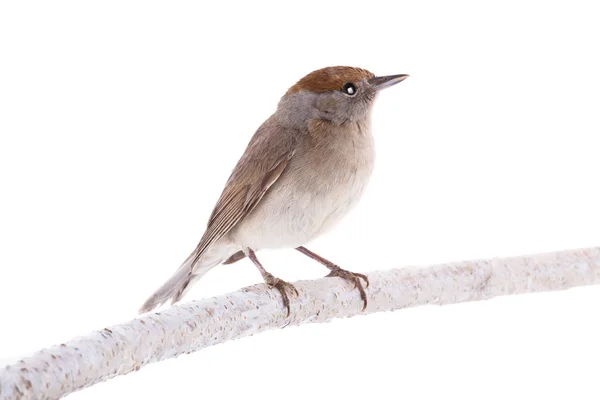 Kadın (Sylvia atricapilla) Avrasya Siyah Başlığı beyaz bir başlık üzerinde izole edildi — Stok fotoğraf