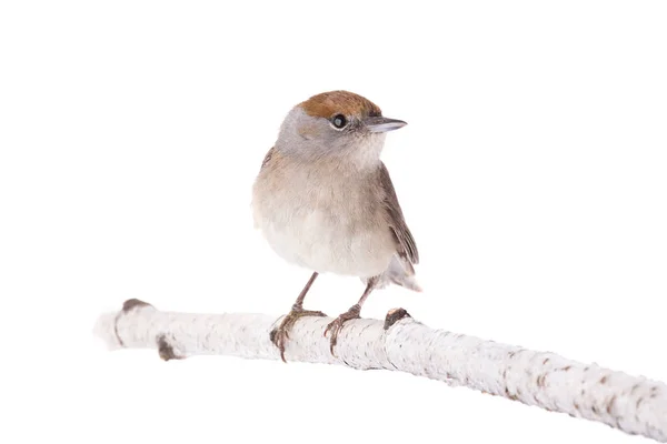 Nő (Sylvia atricapilla) Eurázsiai Blackcap izolált — Stock Fotó