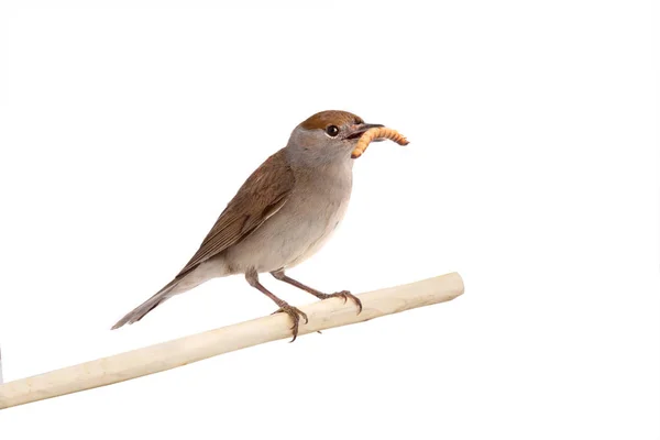 Weibchen (sylvia atricapilla) eurasische Schwarzkappe isoliert — Stockfoto