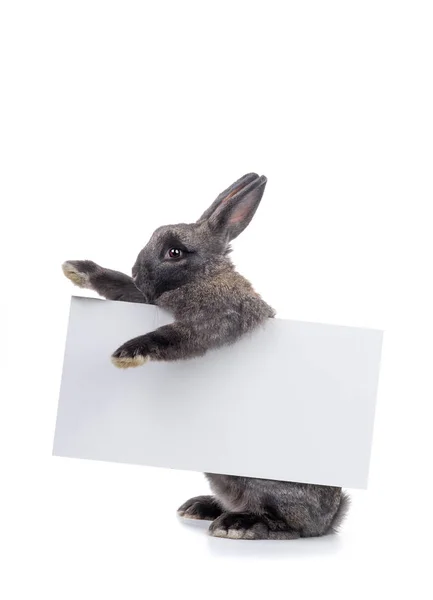 Le lapin tient une feuille blanche pour dessiner le texte . — Photo