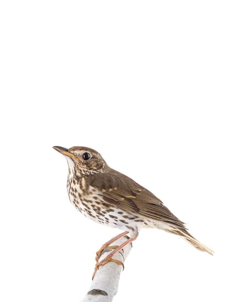 Song thrush isolated on a white background. — Stock Photo, Image