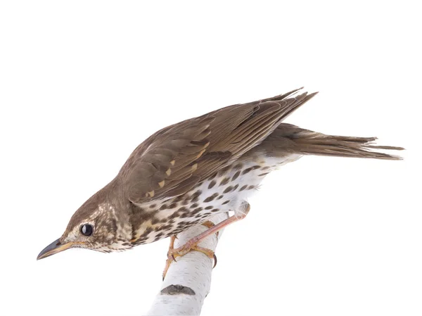 Song thrush isolated on a white background. — Stock Photo, Image