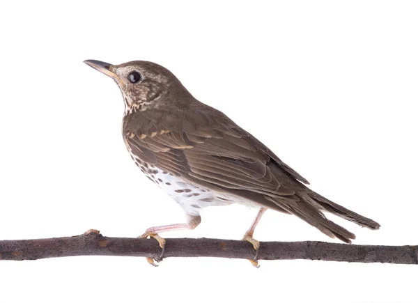 Song thrush isolated on a white background. — Stock Photo, Image