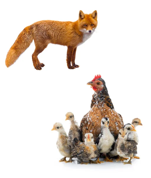 Chicken and fox isolated on a white background. — Stock Photo, Image