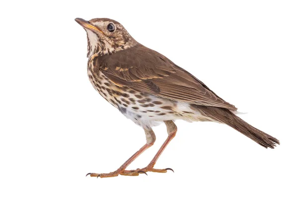 Song thrush isolated on a white background. — Stock Photo, Image