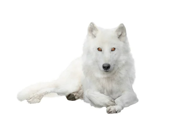 Polární vlk izolovaný na bílém — Stock fotografie