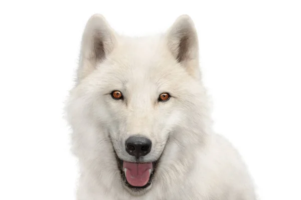 Polarwolf-Porträt isoliert auf Weiß — Stockfoto