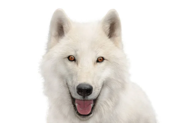 Retrato polar lobo isolado no branco — Fotografia de Stock