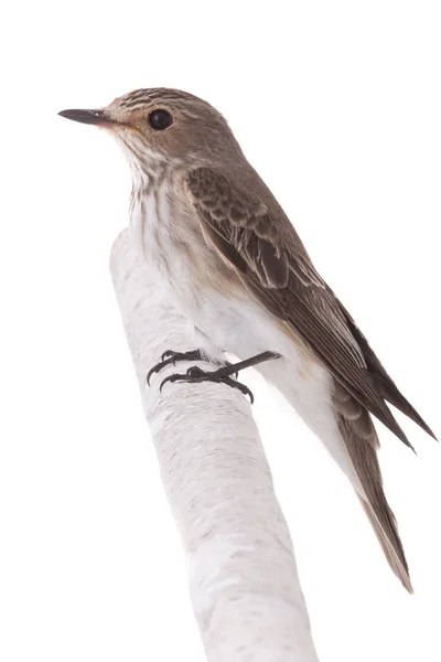 Flycatcher manchado (Muscicapa striata) isolado em um branco — Fotografia de Stock
