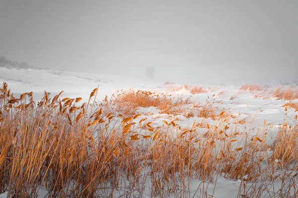 Hoarfrost su canna e albero solitario in un paesaggio invernale . — Foto Stock