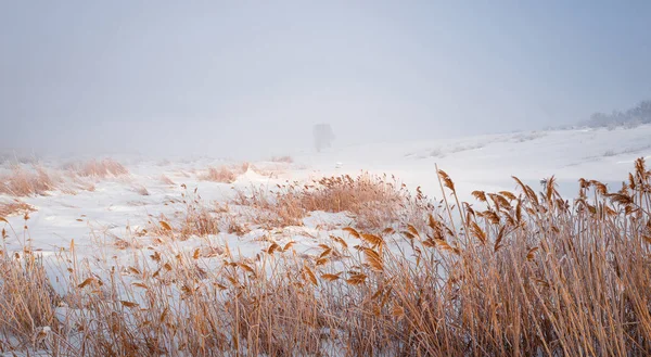 Harde vorst op riet en eenzame boom in een winterlandschap. — Stockfoto