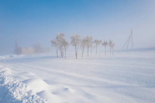 Ağaçlı, beyaz karlı bir arazi. — Stok fotoğraf