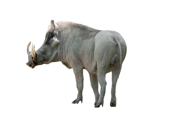 Warthog on white background — Stock Photo, Image