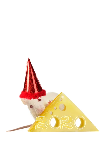 Un rat mange du fromage la veille du Nouvel An — Photo
