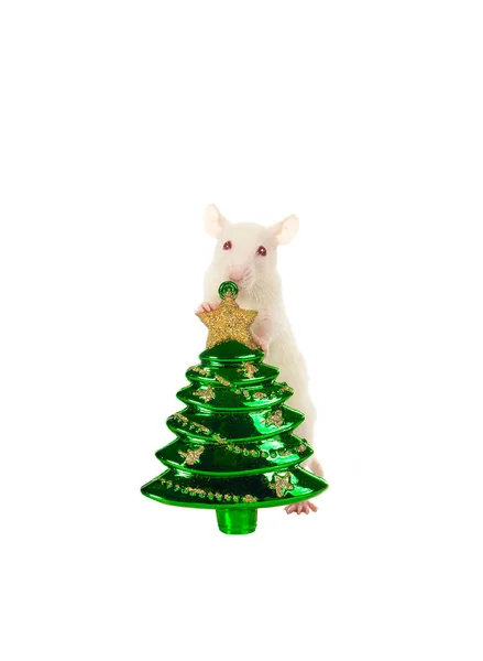 Rato com um brinquedo de Natal isolado em um fundo branco . — Fotografia de Stock