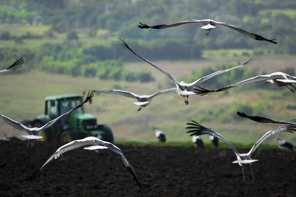 Flygande storkar över ett plogat fält — Stockfoto