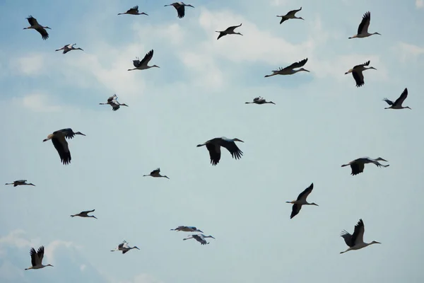 Vliegende ooievaars op een achtergrond van wolken. — Stockfoto