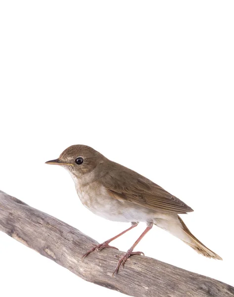 Nightingale se sienta en una rama aislada — Foto de Stock
