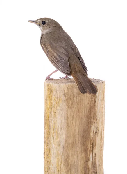 Nightingale zit op een stomp geïsoleerd op een witte — Stockfoto